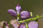 Showy milkwort